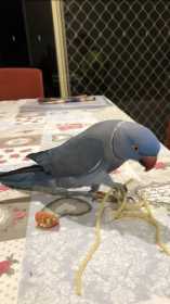 Lost Indian Ringneck Parakeet