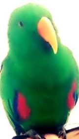 Lost Eclectus