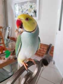 Lost Indian Ringneck Parakeet