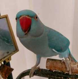 Lost Indian Ringneck Parakeet