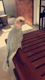 Lost Cockatoo