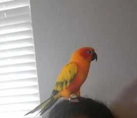 Lost Conure