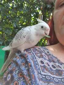 Lost Cockatiel