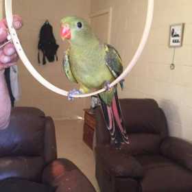 Lost Regent / Rock Pebbler