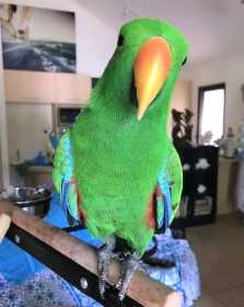 Lost Eclectus
