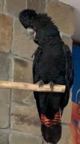 Lost Cockatoo