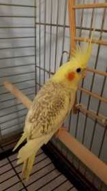 Lost Cockatiel