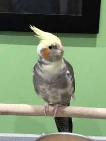 Lost Cockatiel