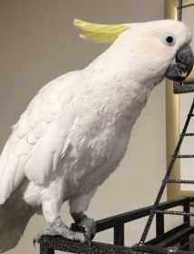 Lost Cockatoo