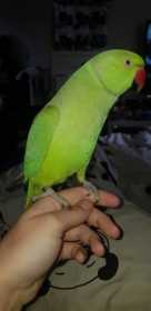 Lost Indian Ringneck Parakeet