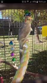 Lost Cockatiel