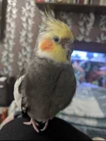 Lost Cockatiel