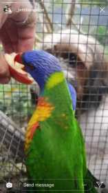 Lost Lory / Lorikeet