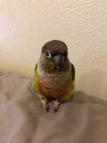 Lost Conure