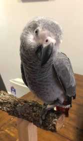 Lost African Grey