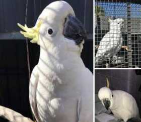 Lost Cockatoo