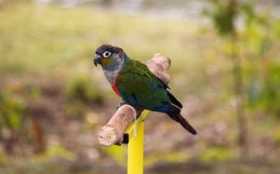 Lost Conure