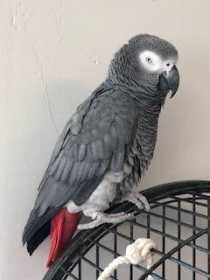 Lost African Grey