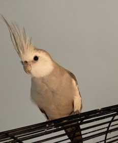 Lost Cockatiel