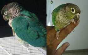 Lost Conure