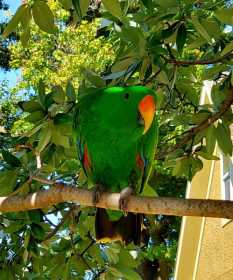 Lost Eclectus