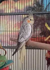 Lost Cockatiel