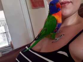 Lost Lory / Lorikeet