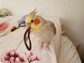 Lost Cockatiel