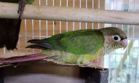 Lost Conure