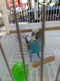 Lost Budgerigar