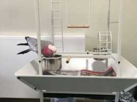 Lost Galah Cockatoo