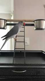 Lost Indian Ringneck Parakeet