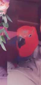 Lost Eclectus