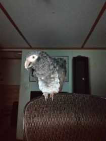 Lost African Grey