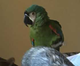 Lost Macaw