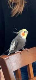 Lost Cockatiel