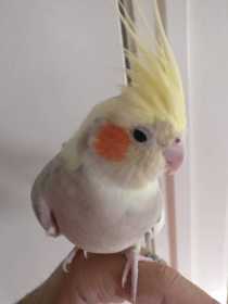 Lost Cockatiel