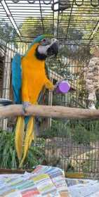 Lost Macaw