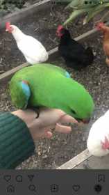 Lost Eclectus