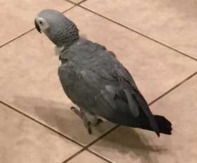 Lost African Grey