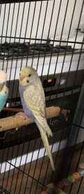 Lost Budgerigar