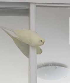 Lost Budgerigar