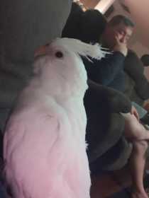 Lost Cockatiel