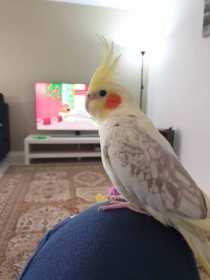 Lost Cockatiel