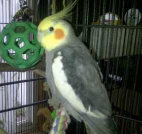 Lost Cockatiel