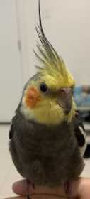 Lost Cockatiel