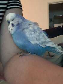 Lost Budgerigar