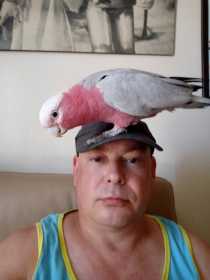 Lost Galah Cockatoo