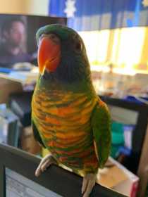 Lost Lory / Lorikeet