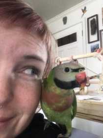 Lost Mustached / Moustached Parakeet